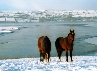 Two horses stand in the snow covered fields along the Derry Road just outside Letterkenny in Co. Donegal.