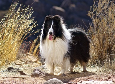 A file photo of a sheepdog.