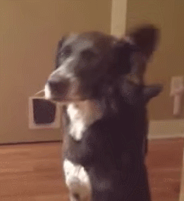 is this cat trying to hug his dog friend, or choke him?