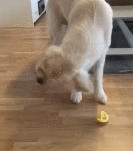 lemons bad for dogs golden retriever has the best reaction to tasting lemon for the time lemons bad for dogs golden retriever has the best reaction to tasting lemon for the time