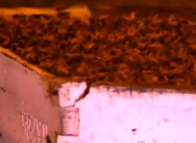 Close-up of the escaped bees.