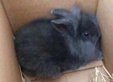 Allan the rabbit
