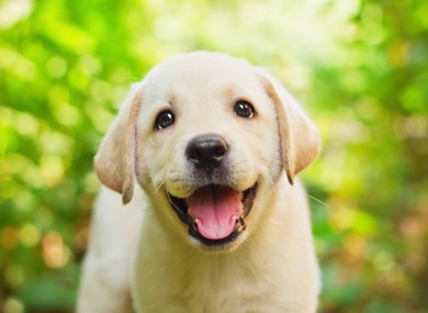 Just look at that face