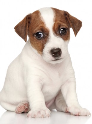 Not one of the actual puppies.