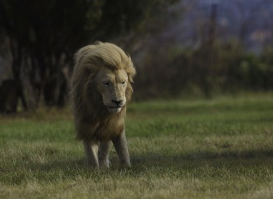 File image of a Lion at 'Lion Park'.