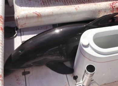 The poor dolphin in question. Fortunately, it survived relatively unscathed
