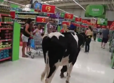 Cows are led through an Asda supermarket in the UK