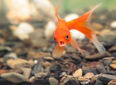 A shocked goldfish.
