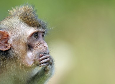 A macaque.