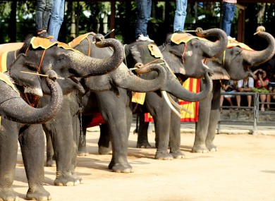An elephant show in Thailand.