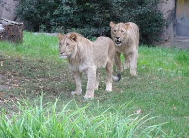 The lions pictured at Leipzig Zoo.