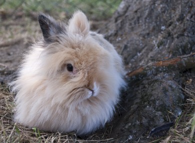 Group Of Rabbits Called 94