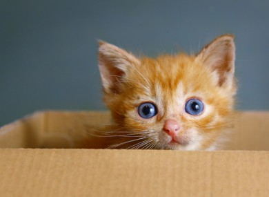 File photo of a kitten (definitely alive).