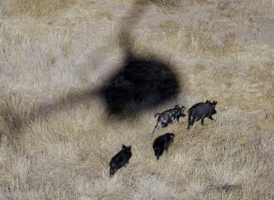 A helicopter hovers over feral pigs near Mertzon, Texas.