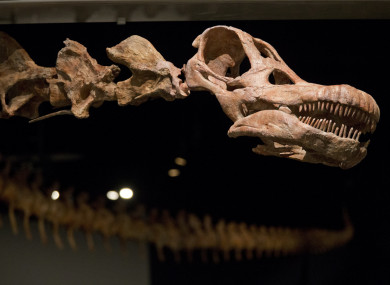 A replica of a 122-foot-long dinosaur is displayed at the American Museum of Natural History in New York.