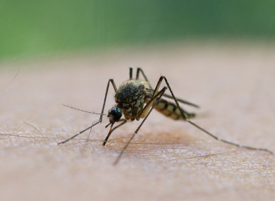 Italy was declared malaria-free in 1962