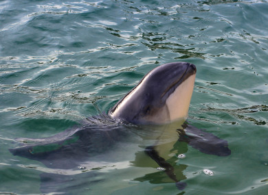 A porpoise.