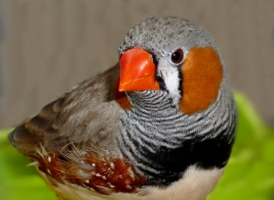 A male zebra finch