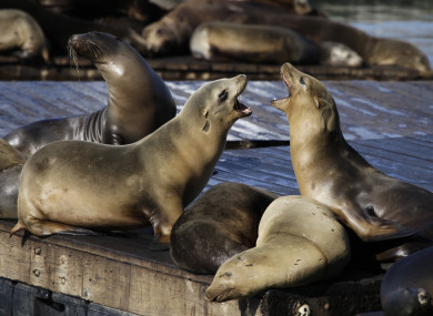 File photo of sea lions barking at each other at Pier 39 in San Francisco