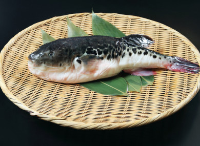 This is what the fish actually looks like.