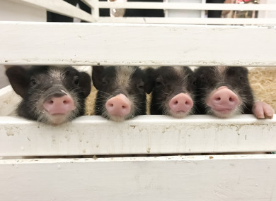 Fancy hanging out with a micro pig? Visit the Burren Nature Sanctuary this weekend.