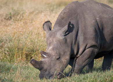 Close-up of one of the last surviving northern white rhinos.
