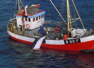 A harpooned minke whale is hauled aboard Norwegian whaling vessel.