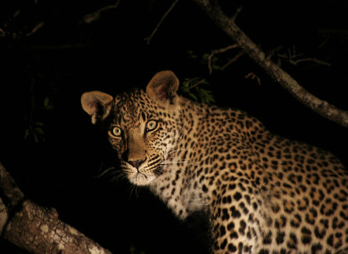 A leopard at night