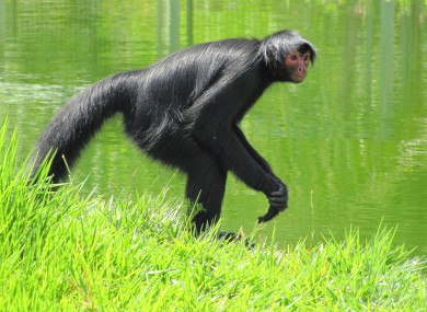 File photo. A spider monkey managed to escape the zoo yesterday.