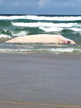 A stranded Cuvier's beaked whale