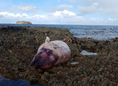 A Cuvier's beaked whale that washed ashore earlier this month in Donegal.