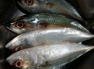 File photo of mackerel