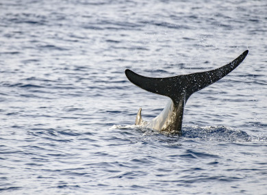 File Photo: Cuvier's beaked whale
