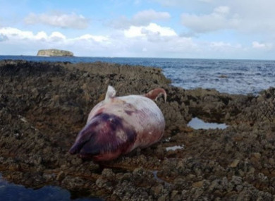 A Cuvier's beaked whale that washed ashore in Donegal in August.