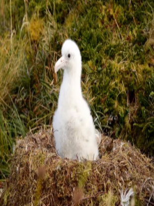 A Tristan Albatross chick.