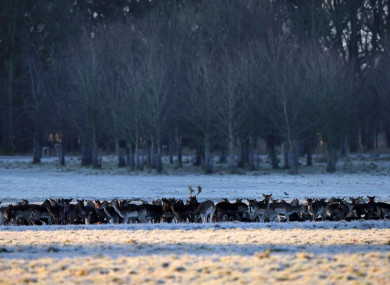 Frost at the Phoenix Park (File photo)