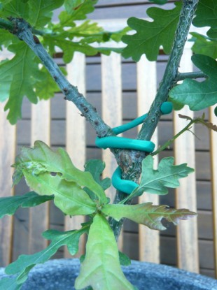 One Sugru user used the multipurpose goo to keep oak branches together.