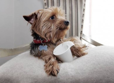 Yorkshire Terrier Heidi is pictured at the launch of the Dylan Hotel's new 'Dylan Dogs' scheme catering for canine companions for human guests.