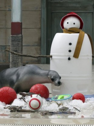 A seal looks to consume his Christmas goodies in Sydney, Australia today.