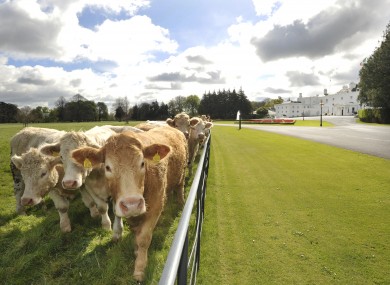 We didn't know there were cattle so close to the Áras an Úachtaráin...