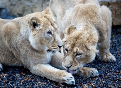 Two 19-month-old Asian lion cubs at Dublin Zoo