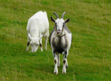 Two goats, not these ones, are hovering around the M7 hard shoulder. Let's be careful out there.