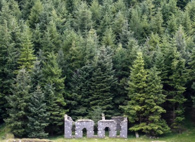 Pine woods in the Wicklow Mountains (File photo)