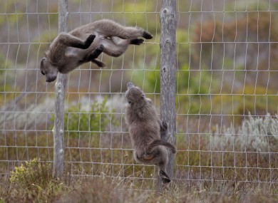 Baboons (picture posed by models)