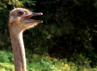 This ostrich looks mildly shocked about something.