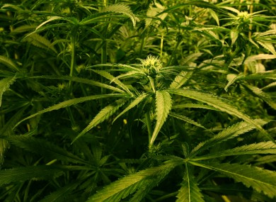 File photo of cannabis plants.