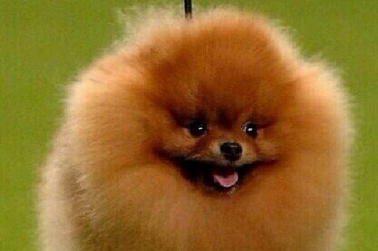 retriever exercise pen