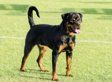 Rottweiler single owner