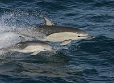 Short beak common dolphin
