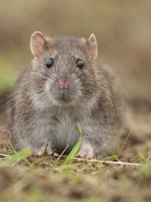 Plague mostly affects rats and is spread by fleas.